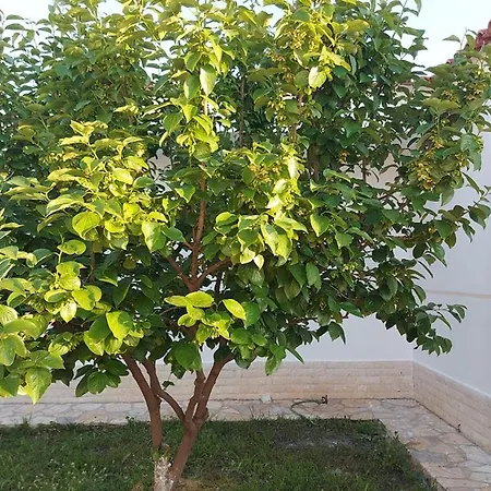 Vlore Casa Vacanze *